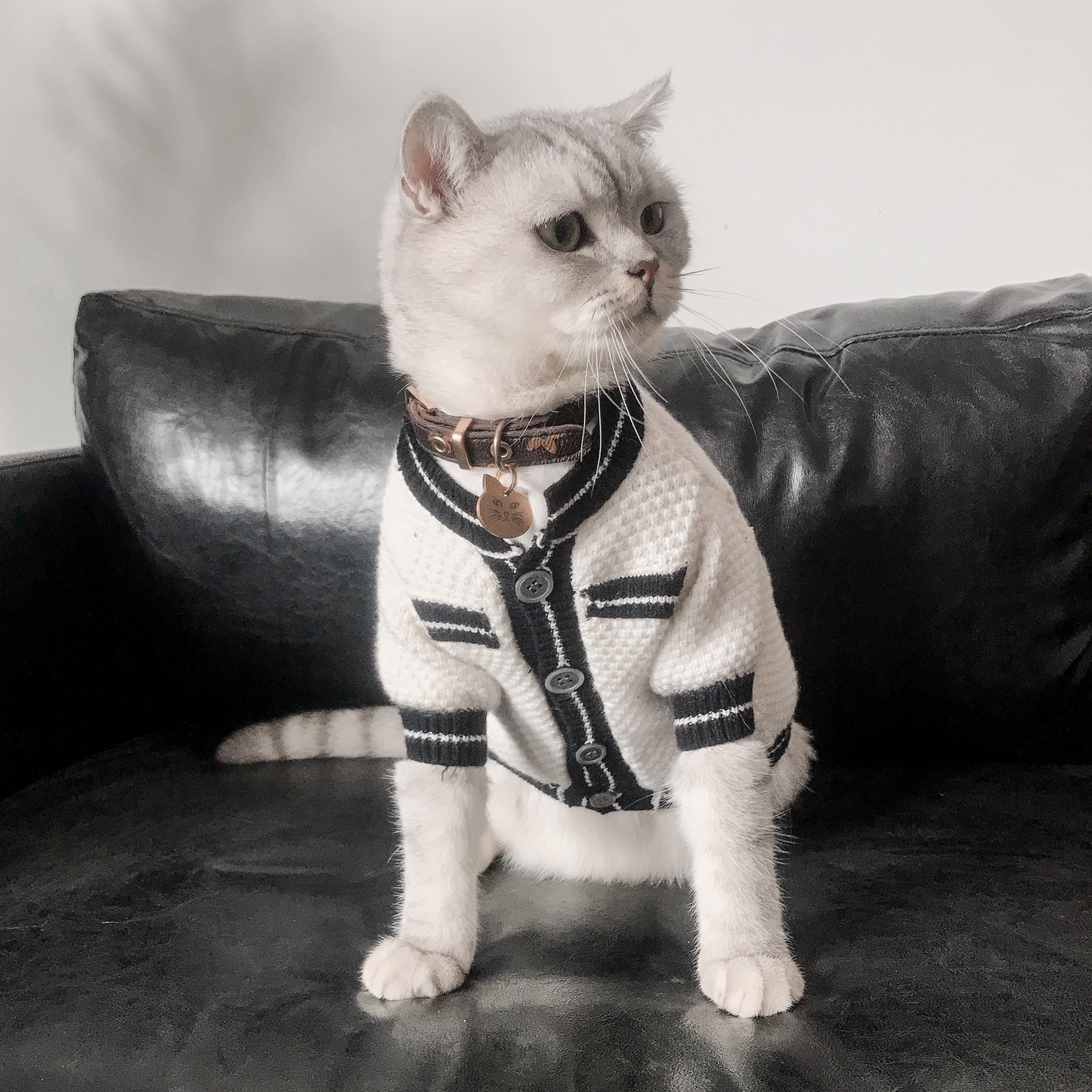 Black And White Sweater for Cat