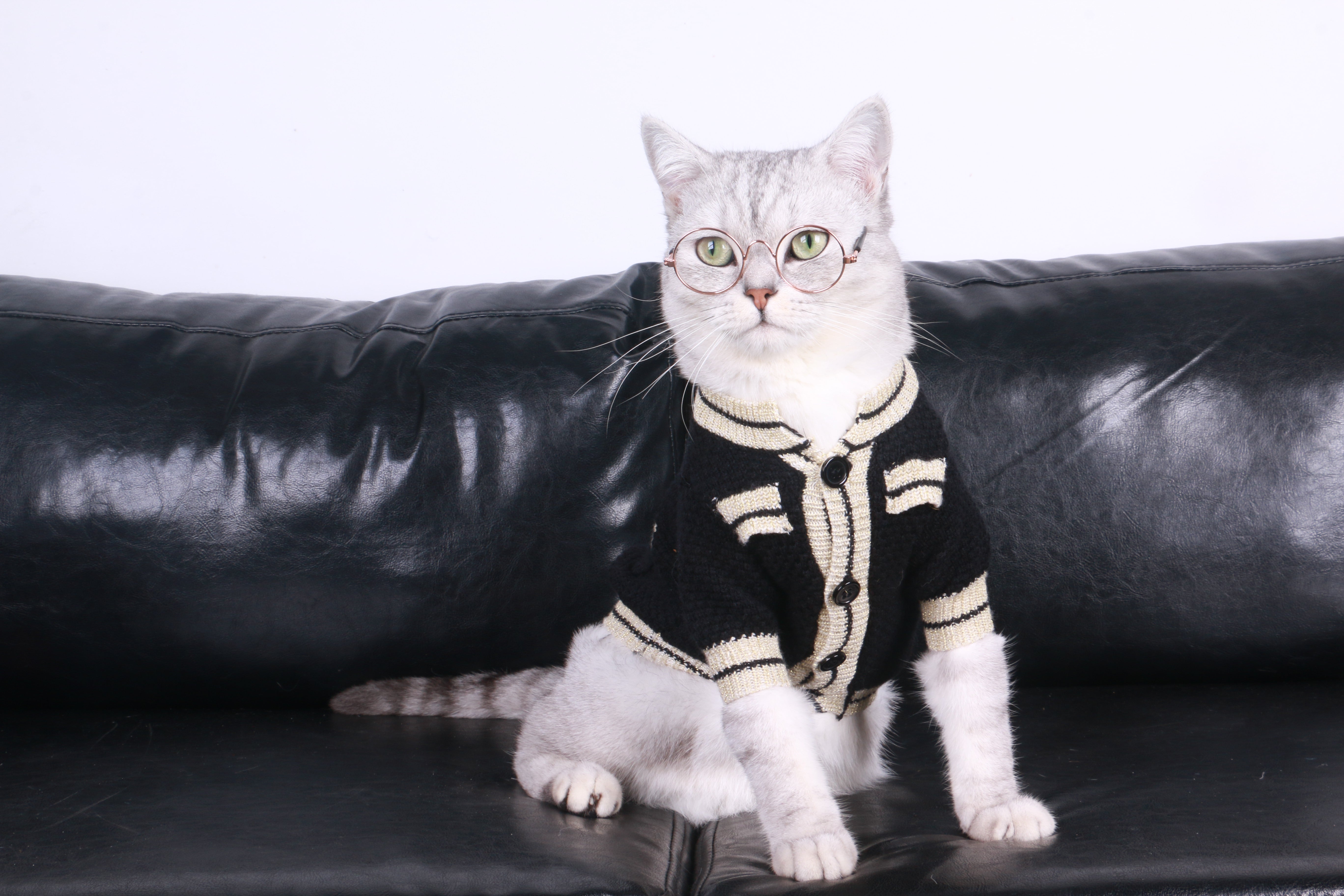 Black And White Sweater for Cat